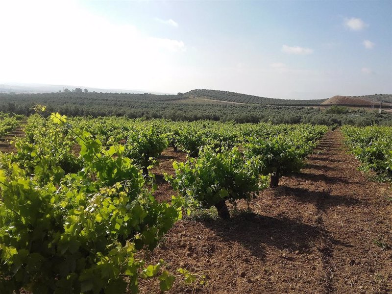 La DO Bierzo presenta un recurso contra la aprobación de la Junta para que Rueda use la uva godello.